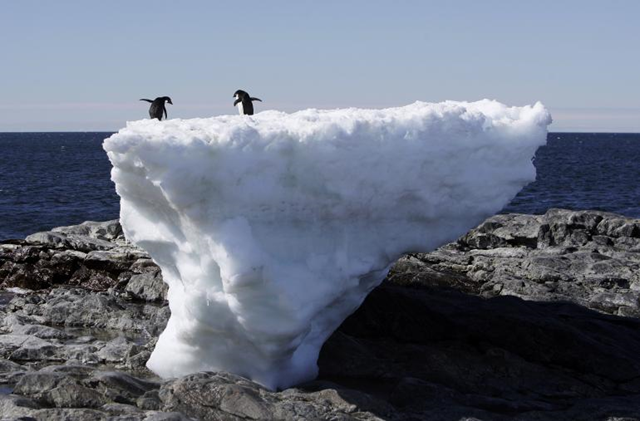 Two Adelie penguins stand atop a block of melting ice on a rocky shoreline at Cape Denison, Commonwealth Bay, in East Antarctica, 1 January 2010. Photo: Pauline Askin / Reuters
