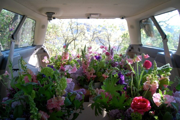 [MFGBuckLoaded-the-monkey-flower-grou%255B1%255D.jpg]