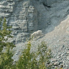 Mountain goats