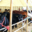 Cattle