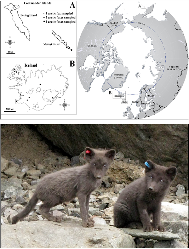 Sampling localities and health condition of Mednyi Island arctic foxes. aLocalities from which samples were derived are shown by black dots in panel A. The number of samples taken at each Mednyi Island location site vary by dot size as indicated. A refers to the Commander Island and B Iceland which are then shown relative to their circumpolar location. Panel B shows an image representing two Mednyi Island foxes demonstrating different health status. The fox on the left (red ear tag) is underweight with poor coat condition and the fox on the right (blue ear tag) presents good general health condition. Graphic: Bocharova, et al., 2013