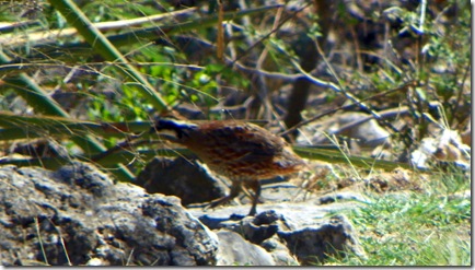 I almost missed shooting this Bobwhite quail