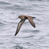 Sooty shearwater
