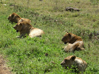 Lions galore in the Ngorongoro Crater