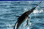 3628130-R1-E009.jpg