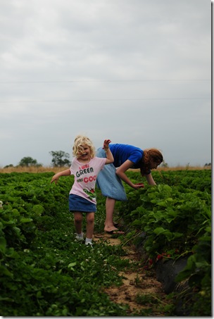 Strawberry Picking & Marcus band 112