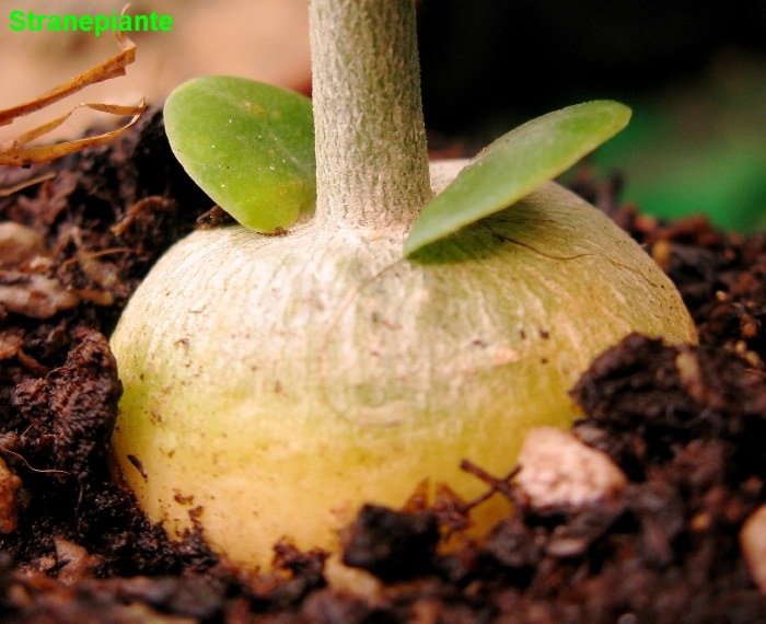 [youngfockeaeduliscaudex4.jpg]