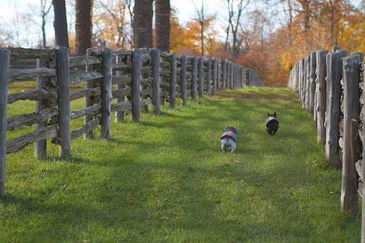 Sharkey, follow me to the chicken coops and I'll show you another needle-bearing tree that drops its needles. Sharkey, follow me to the chicken coops and I'll show you another needle-bearing tree that drops its needles.
