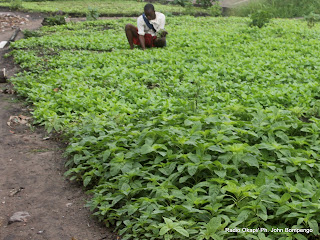 Champ de légumes. Radio Okapi/ Ph. John Bompengo