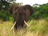 South Africa - 153.JPG