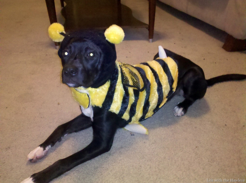 [Tomlin%2520Halloween%25202-2%255B3%255D.jpg]
