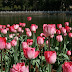 Cuihu Lake : tulipes