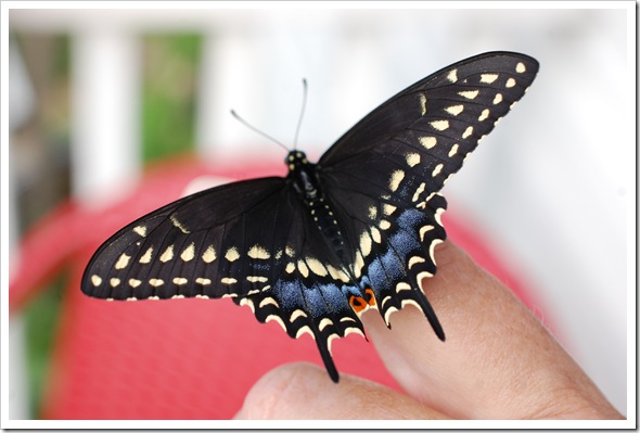 Swallowtail