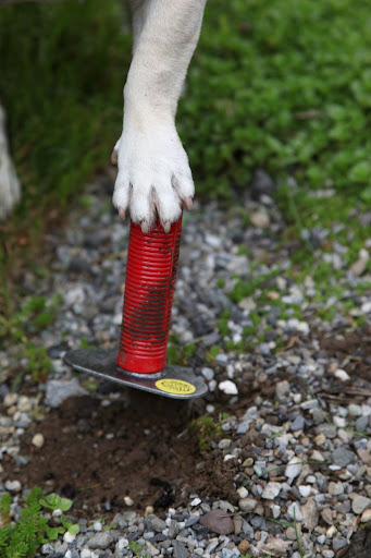 Now, to dig a perfect little hole.