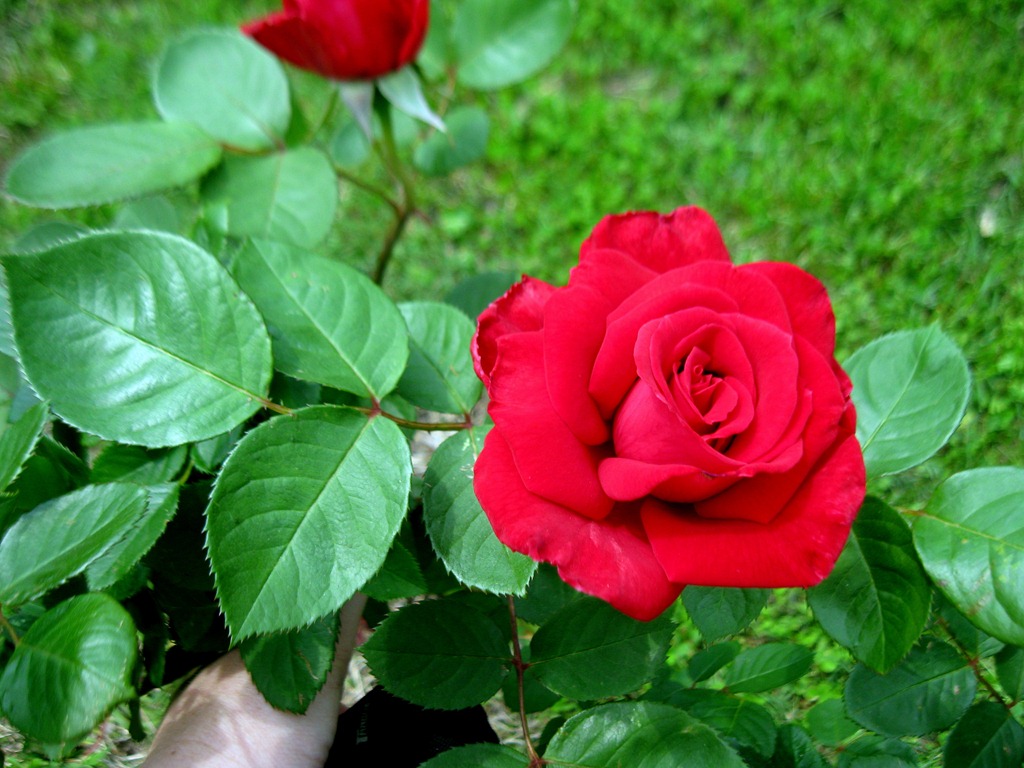 [IMG_7286%255B6%255D.jpg]