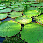 Aren't these amazing?  They can grow to 12 feet across.
