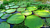 Aren't these amazing?  They can grow to 12 feet across.
