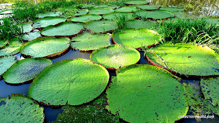 Aren't these amazing?  They can grow to 12 feet across.