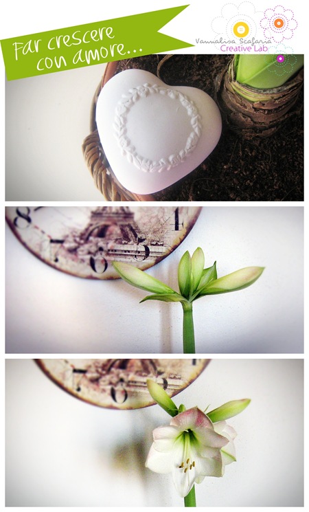 bulbs_vannalisascafaria_growing_with_love