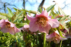 Bloemen in de theetuin