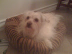 Darla’s back legs are paralyzed ...