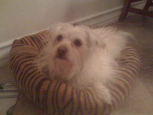 Darla’s back legs are paralyzed ...