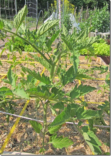 Big Rainbow tomato