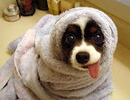 towel-puppy.jpg