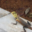 Lagarto Maldivas