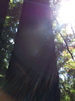 california_sequoia
