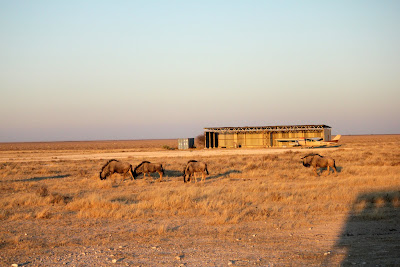 Wildebeest herd