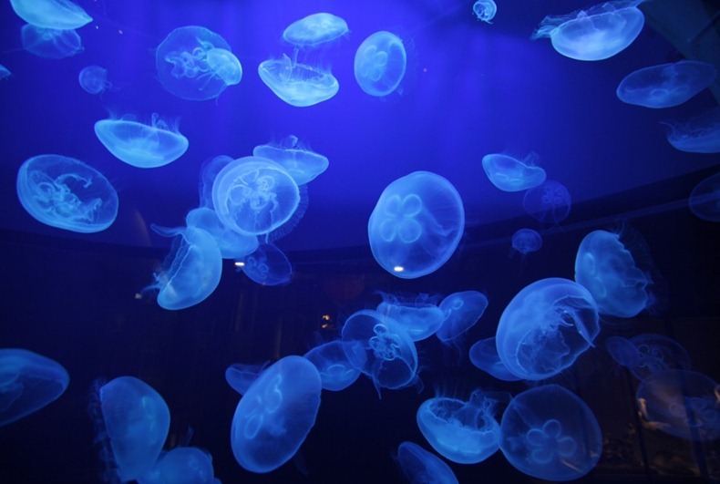 jellyfish-explosion6 jellyfish-explosion6