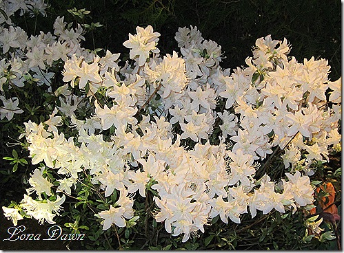Azalea_White2