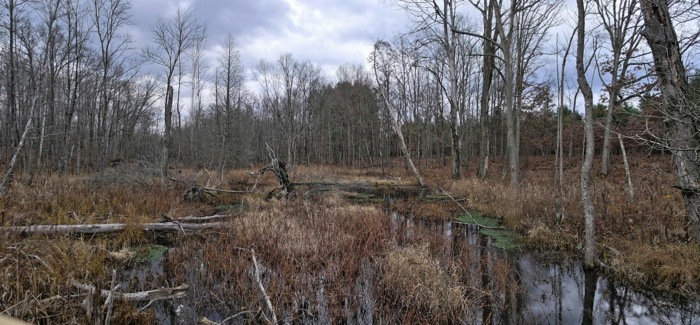 Rattlesnake Creek pano