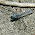 Eastern.pondhawk.dscn5467