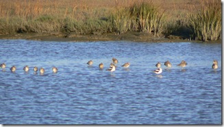 birds on water