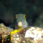 guggsch du! ein schnusiger Feilenfisch