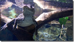 aquarium11