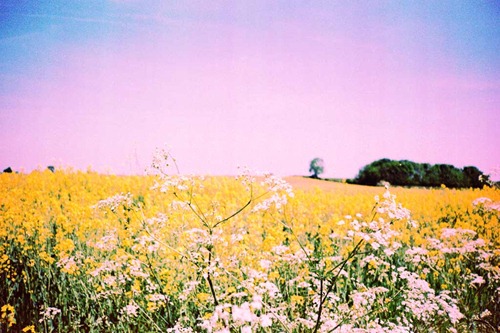 Summer-Fields-10---XPRO Summer-Fields-10---XPRO