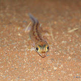 Namib Dune Gecko (Pachydactylus rangei)