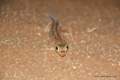 Namib Dune Gecko (Pachydactylus rangei)