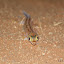 Namib Dune Gecko (Pachydactylus rangei)