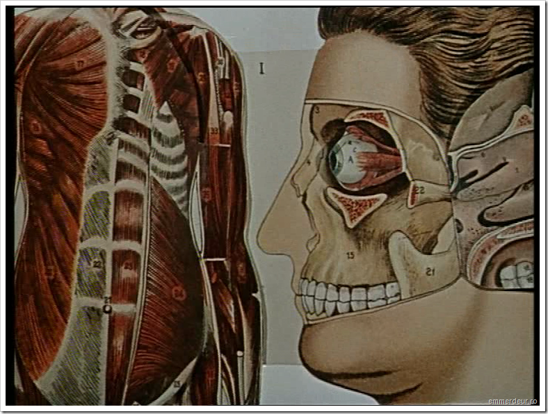 jan svankmajer historia naturae emmerdeur_579 jan svankmajer historia naturae emmerdeur_579