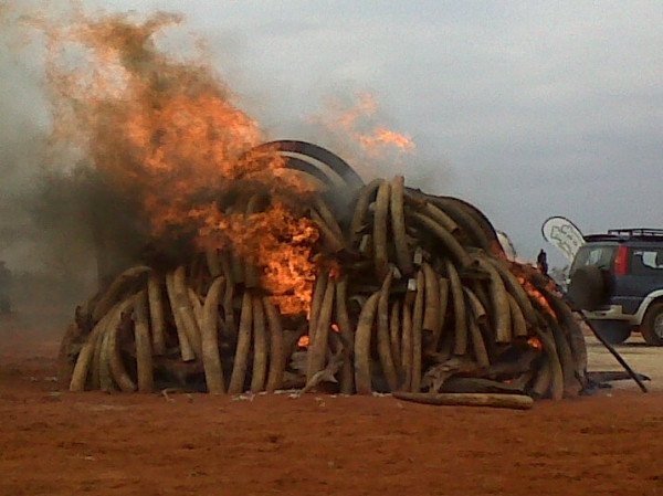 A pile of illegal ivory is burned by Kenya Wildlife Service, 20 July 2011. The pile comprises 335 tusks and 41,553 hankos. Dr. Paula Kahumbu via savetheserengeti.org