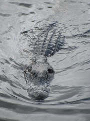 Florida 2013 alligator alley upclose gator swimming to me1
