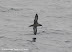 – Soothy shearwater – Soothy shearwater