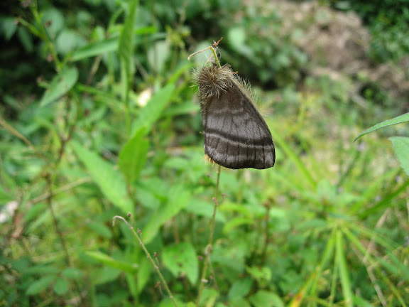 Saturniidae : Hemileucinae : Hylesia ebalus CRAMER, 1775, femelle. Taipiplaya (alt. 900 m). Bolivie, 11 janvier 2008. Photo : J. F. Christensen
