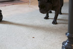 A Stinky Bug in Our Blog Studio!