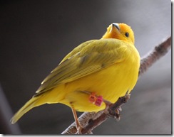 aviary42