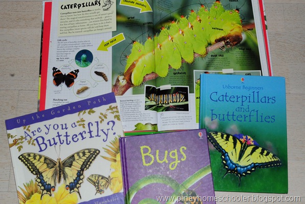 Life Cycle of a Butterfly